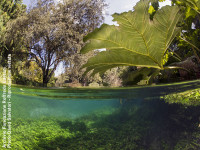 Le acque limpide del fiume Ninfa e una pianta amazzonica in primo piano nella foto di David Salvatori